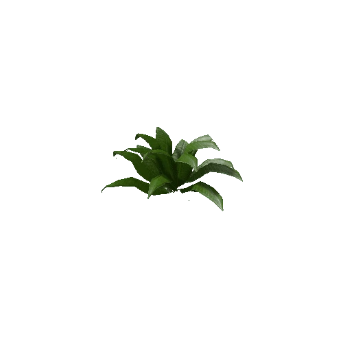 Tropical Plant 5 (Type 3)